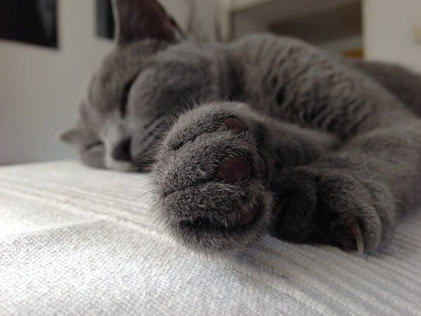 Guide complet sur la santé et le bien-être du Chat à la maison