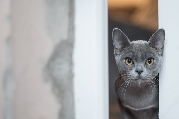 Les Signes Qui Indiquent Que Votre Chat Est en Bonne Santé